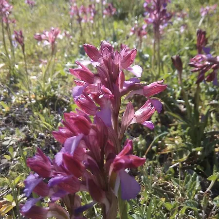 Agriturismo Cuccuru E Jana Séjour à la campagne *